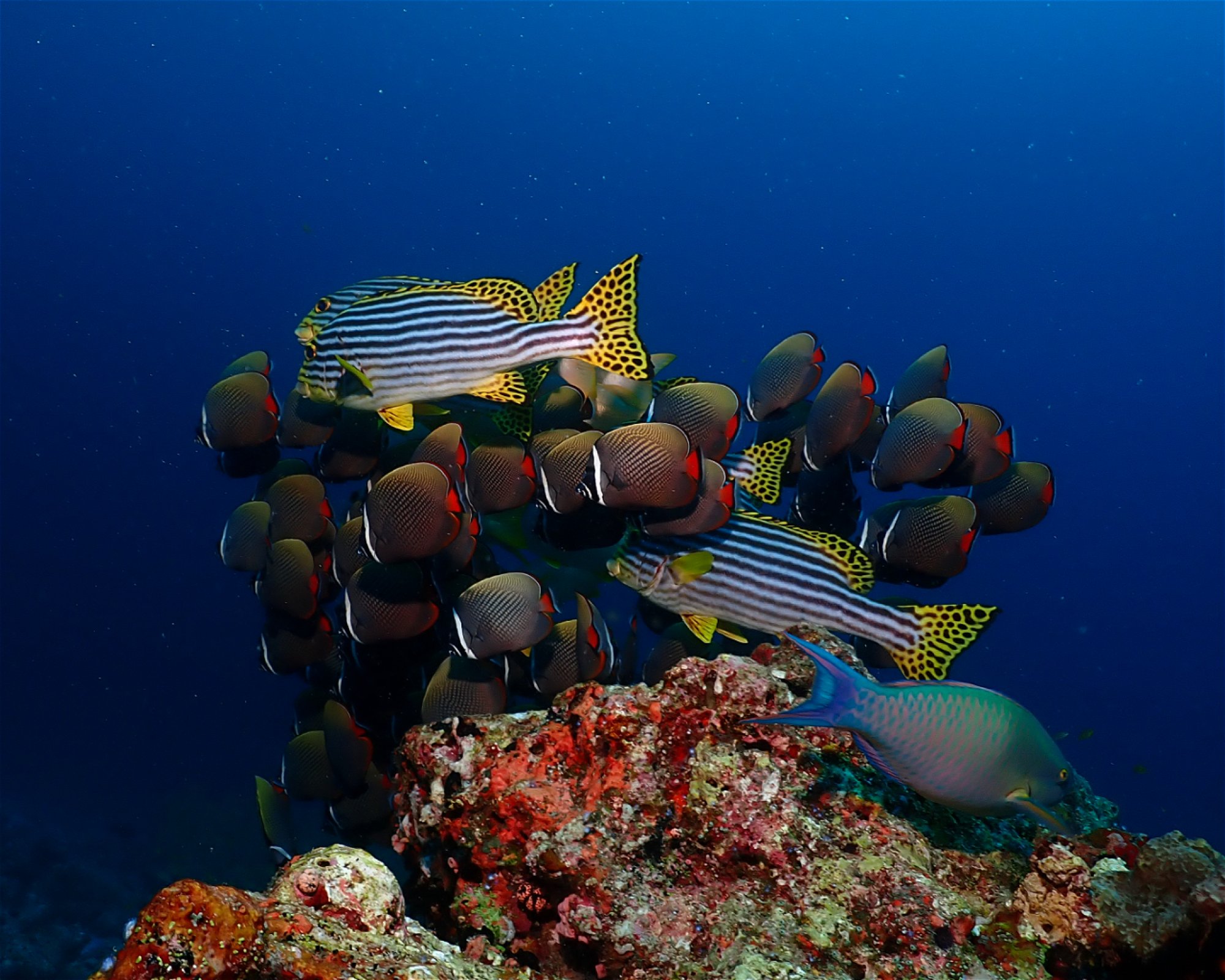 Dive Mission Joy, K. kasanfaru Lagoon