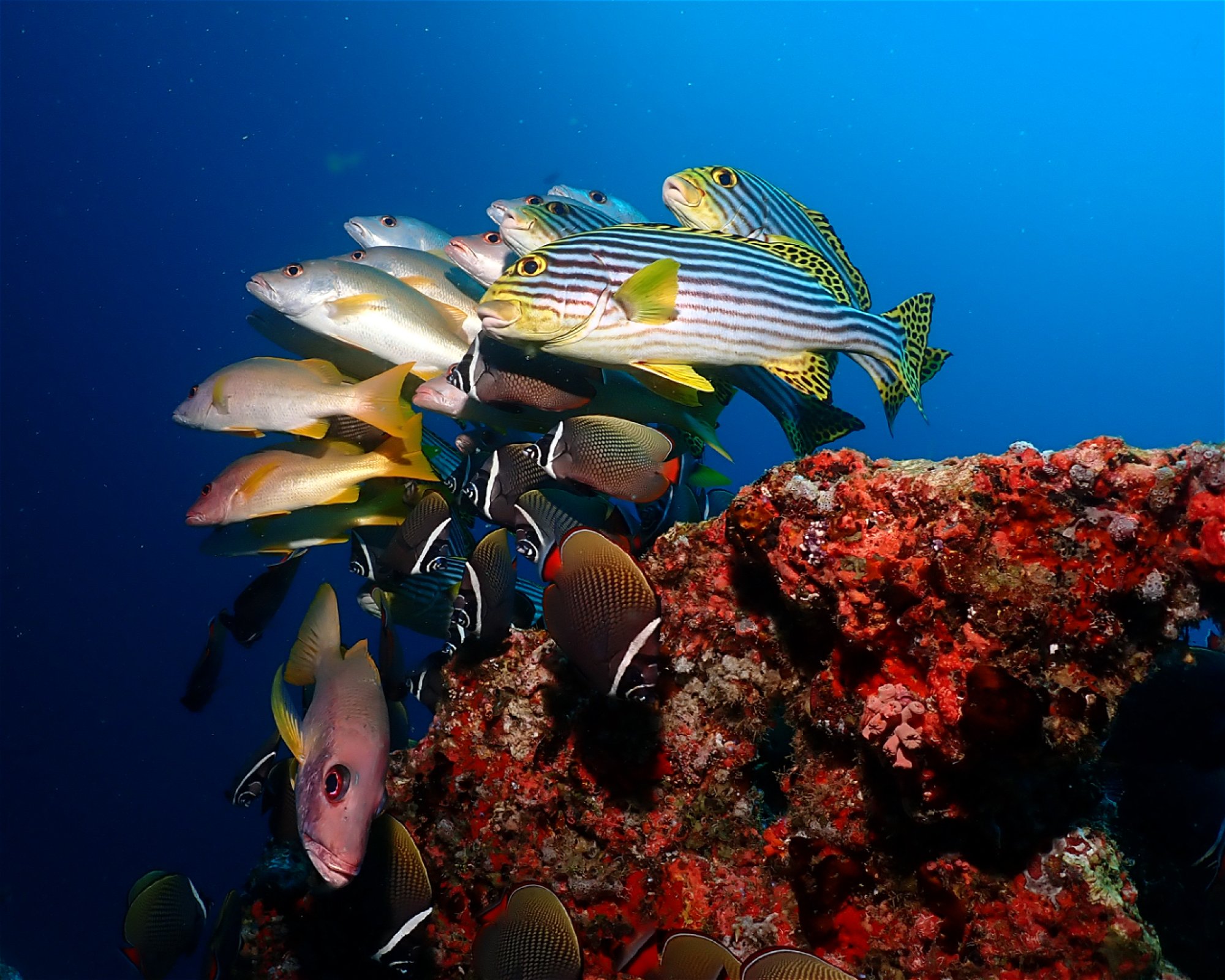 Dive Mission Joy, K. kasanfaru Lagoon
