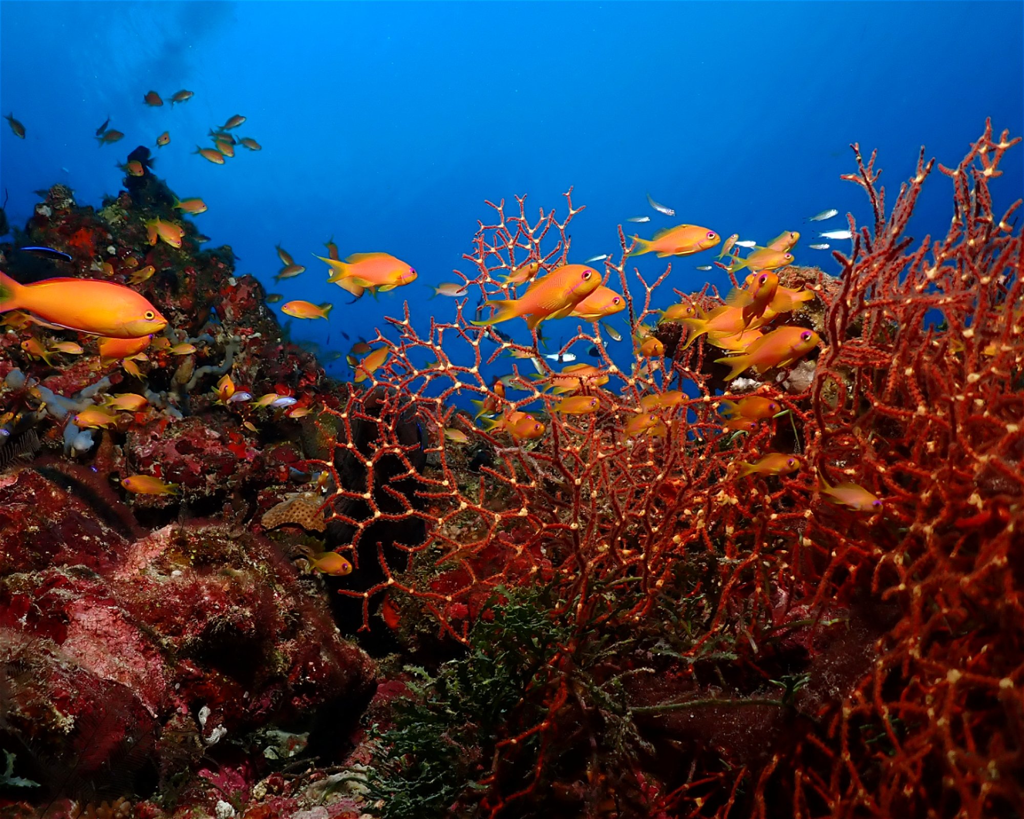 Dive Mission Joy, K. kasanfaru Lagoon