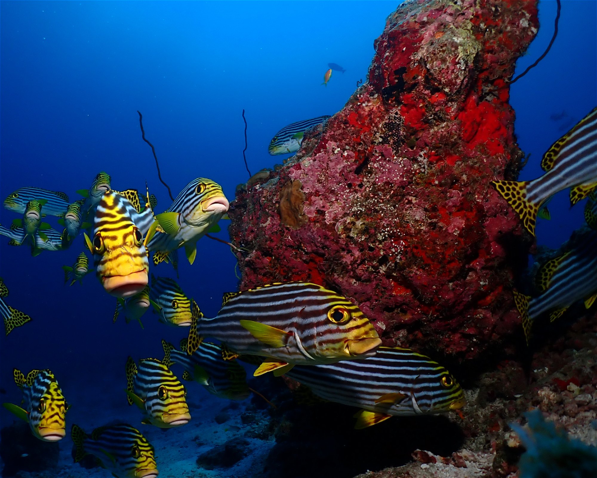 Dive Mission Joy, K. kasanfaru Lagoon