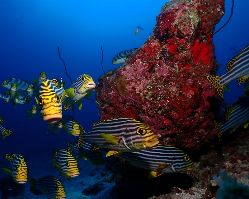 Divesite Image
