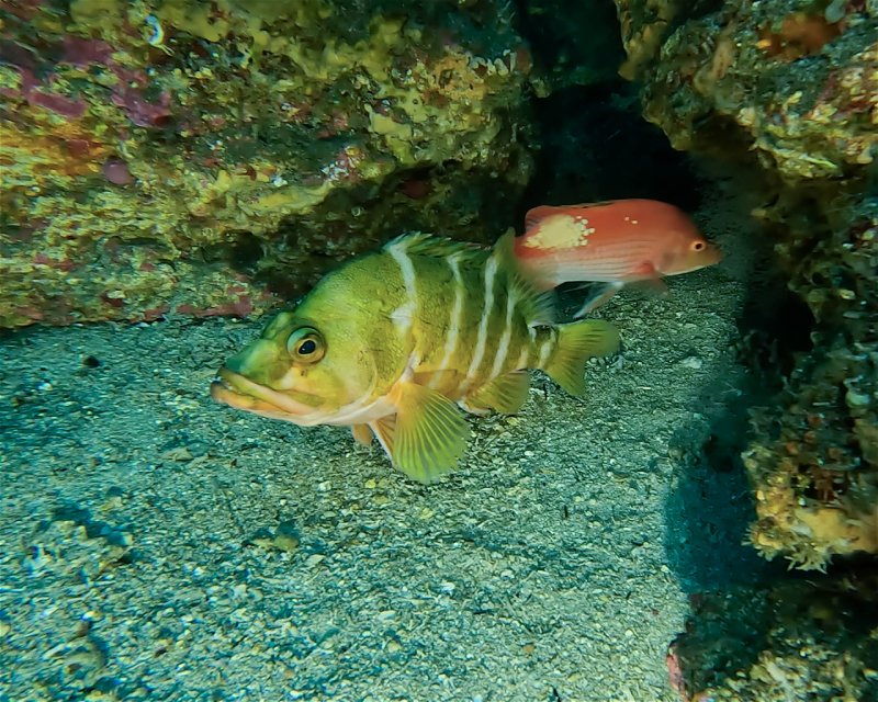 Divesite Image