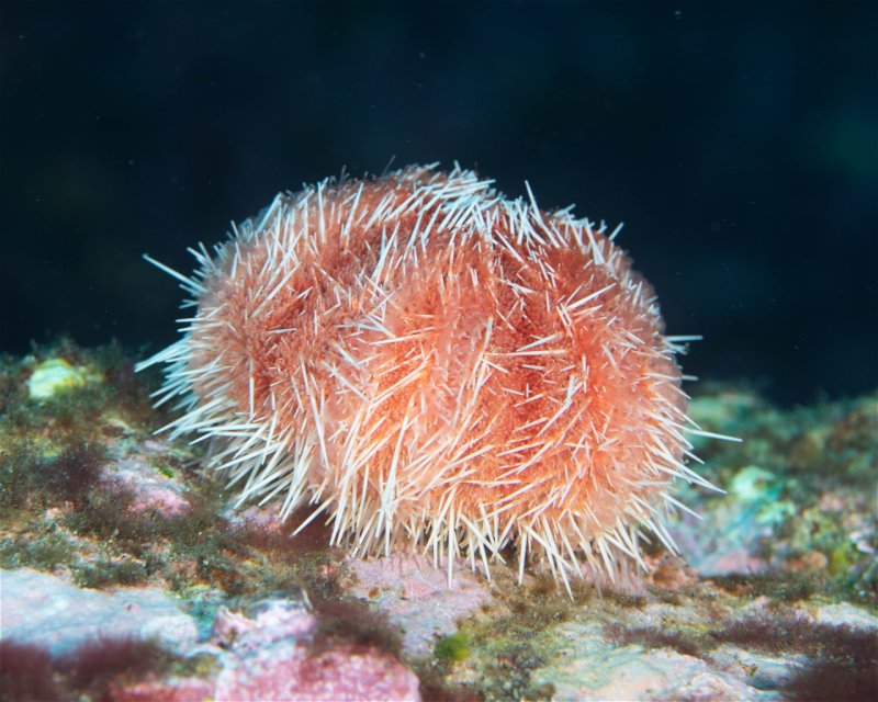 Divesite Image