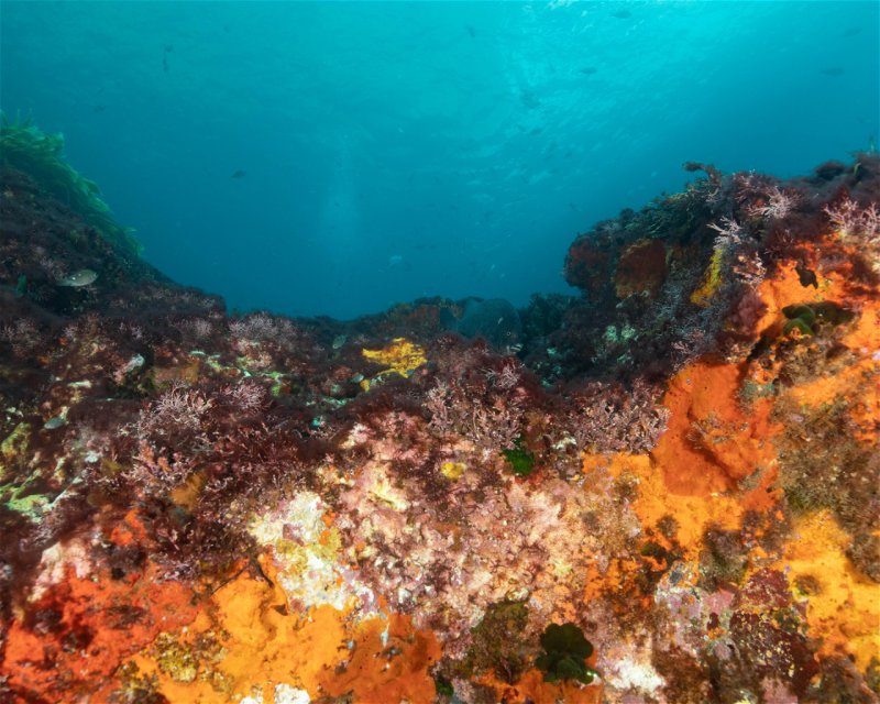 Divesite Image