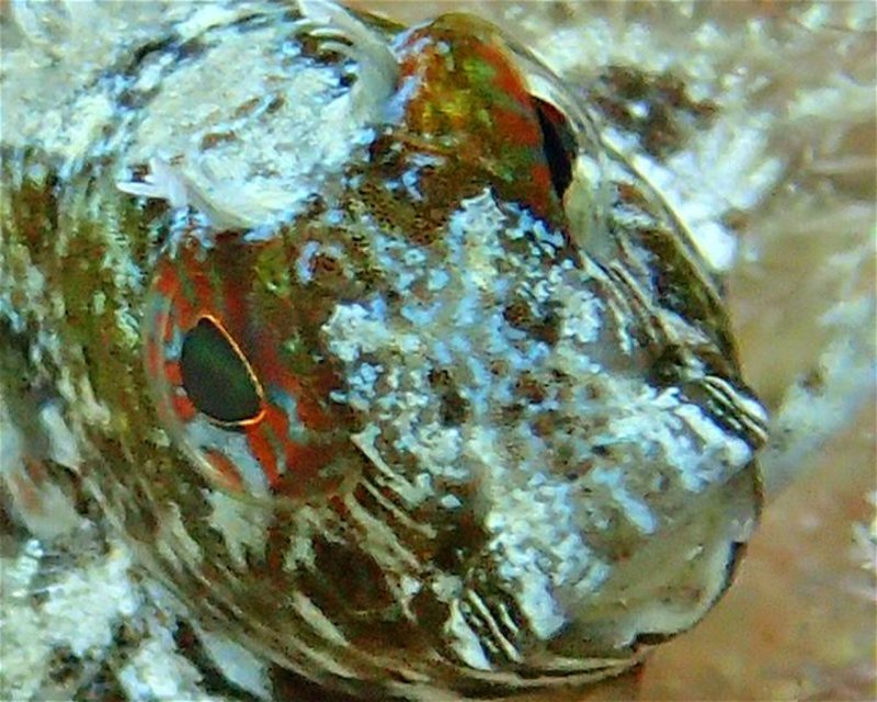 Divesite Image