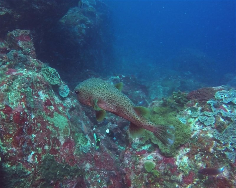 Divesite Image