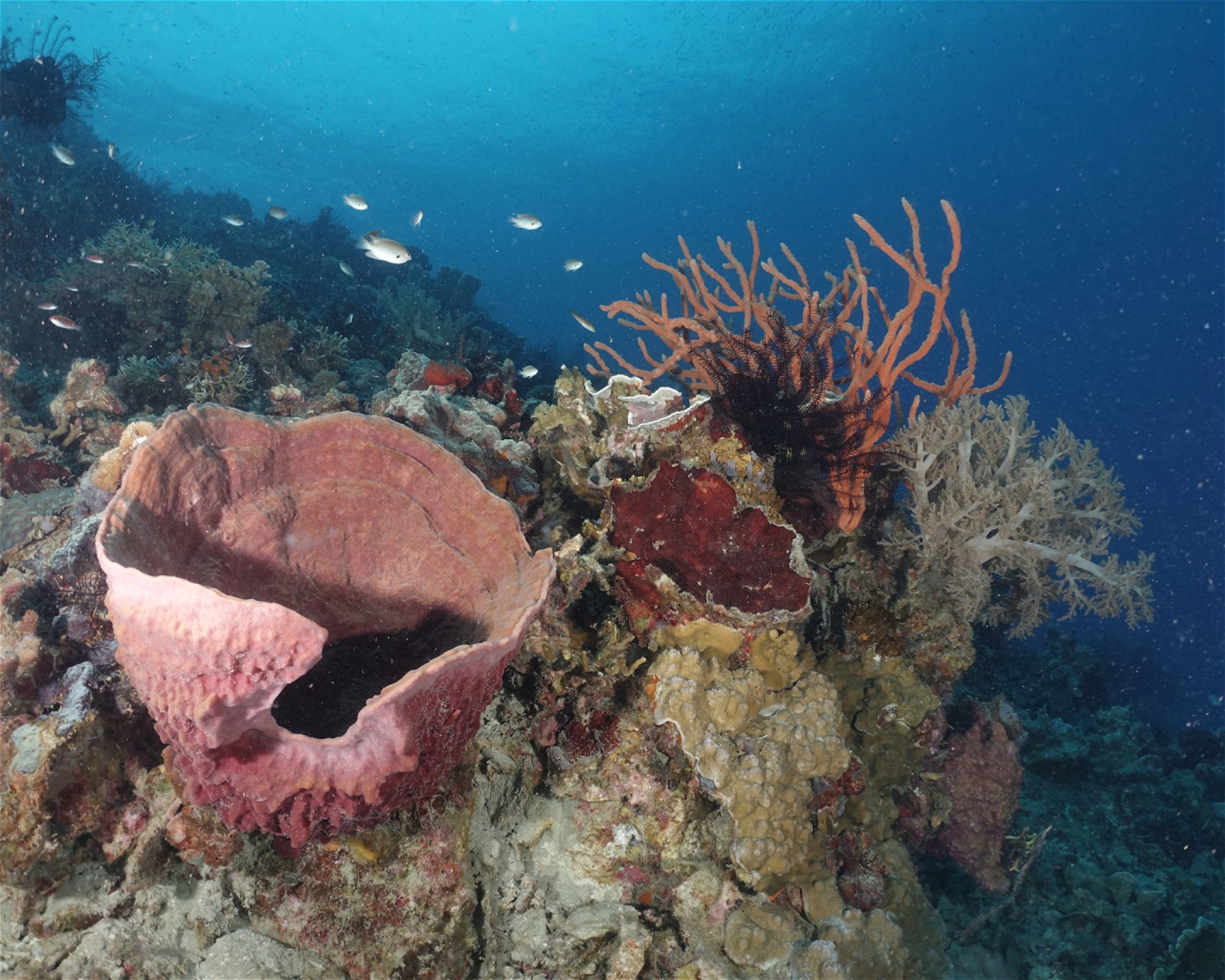 INSTRUMENT DIVE ADVENTURE, 17111 Bekasi Timur