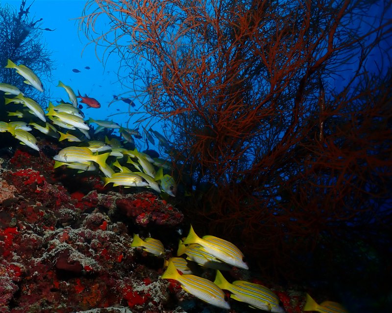 Divesite Image