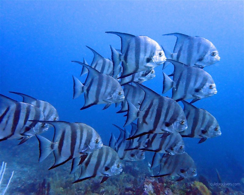 Divesite Image