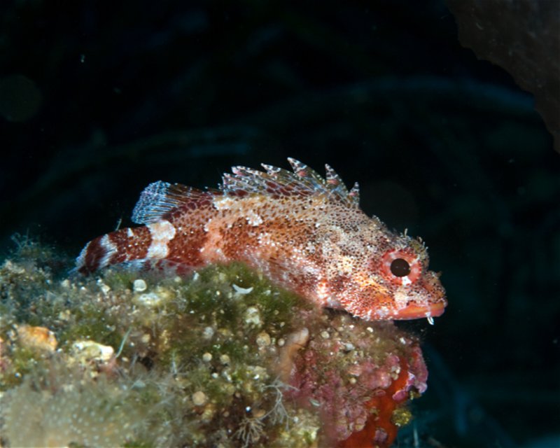Divesite Image