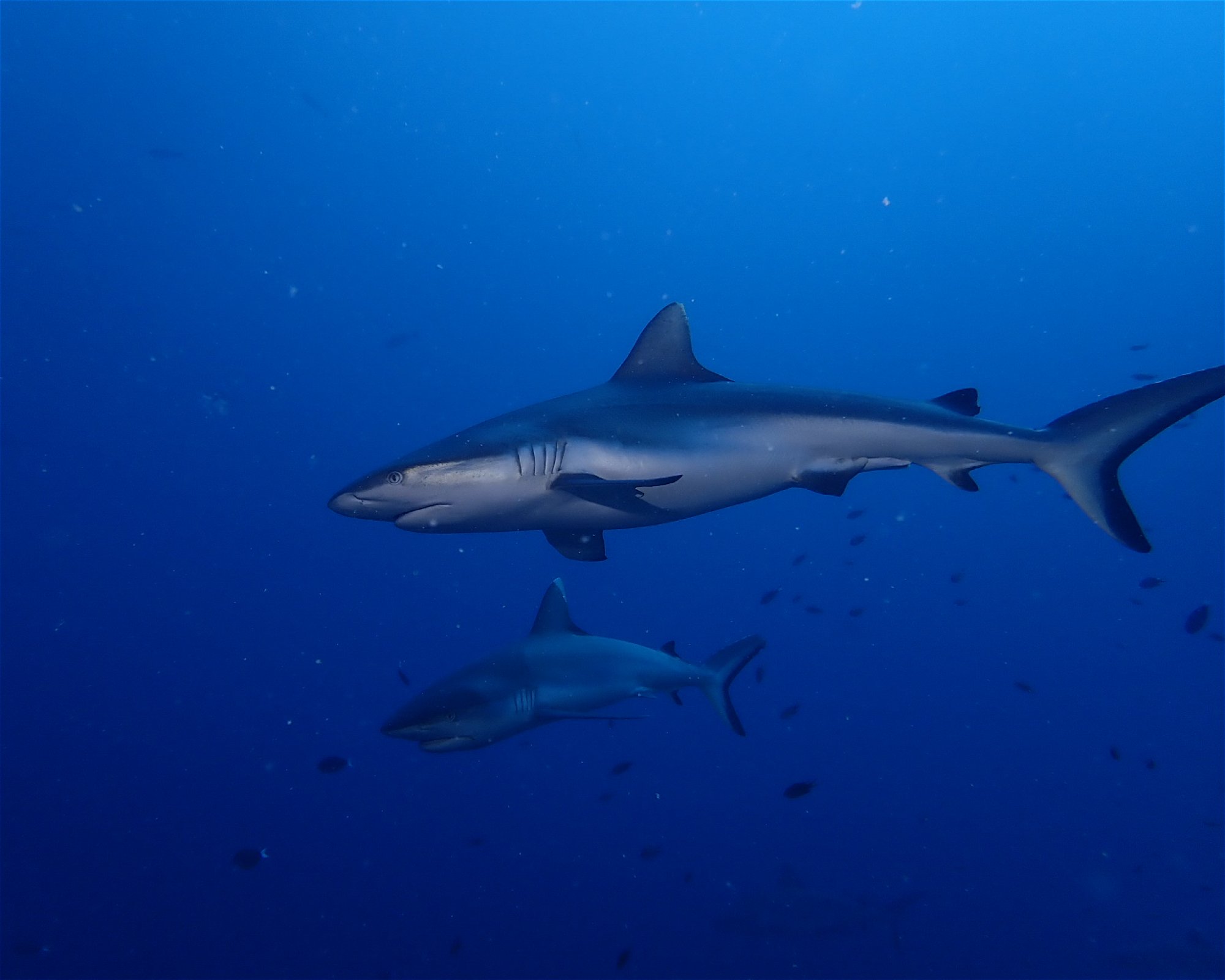 Dive Mission Joy, K. kasanfaru Lagoon