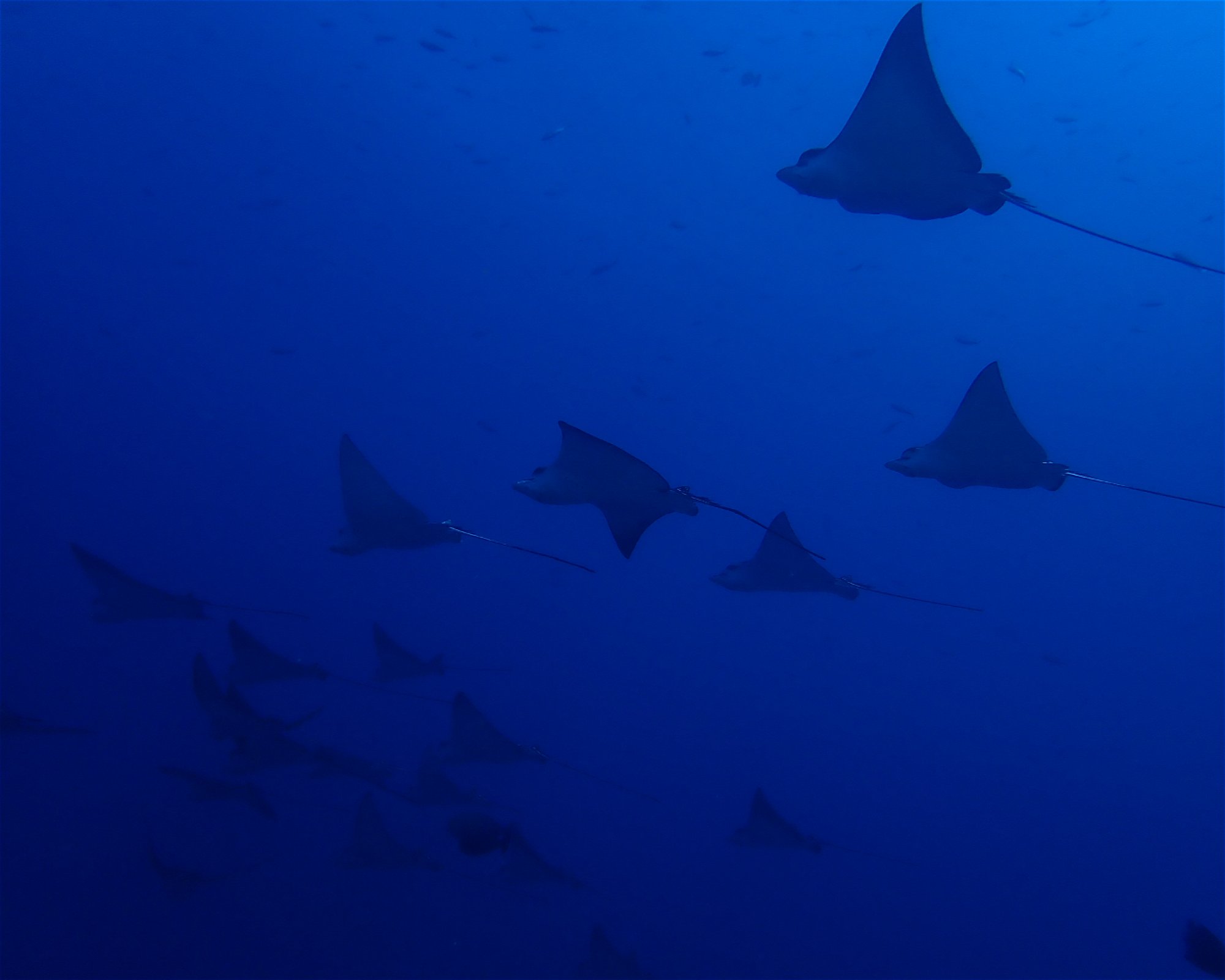 Dive Mission Joy, K. kasanfaru Lagoon