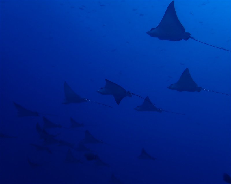 Divesite Image