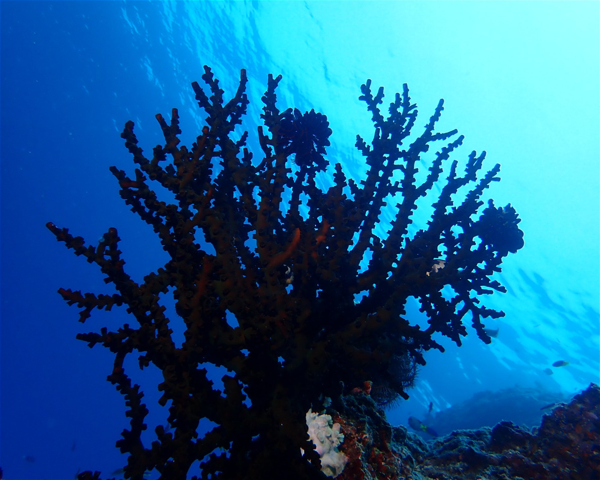 Dive Mission Joy, K. kasanfaru Lagoon