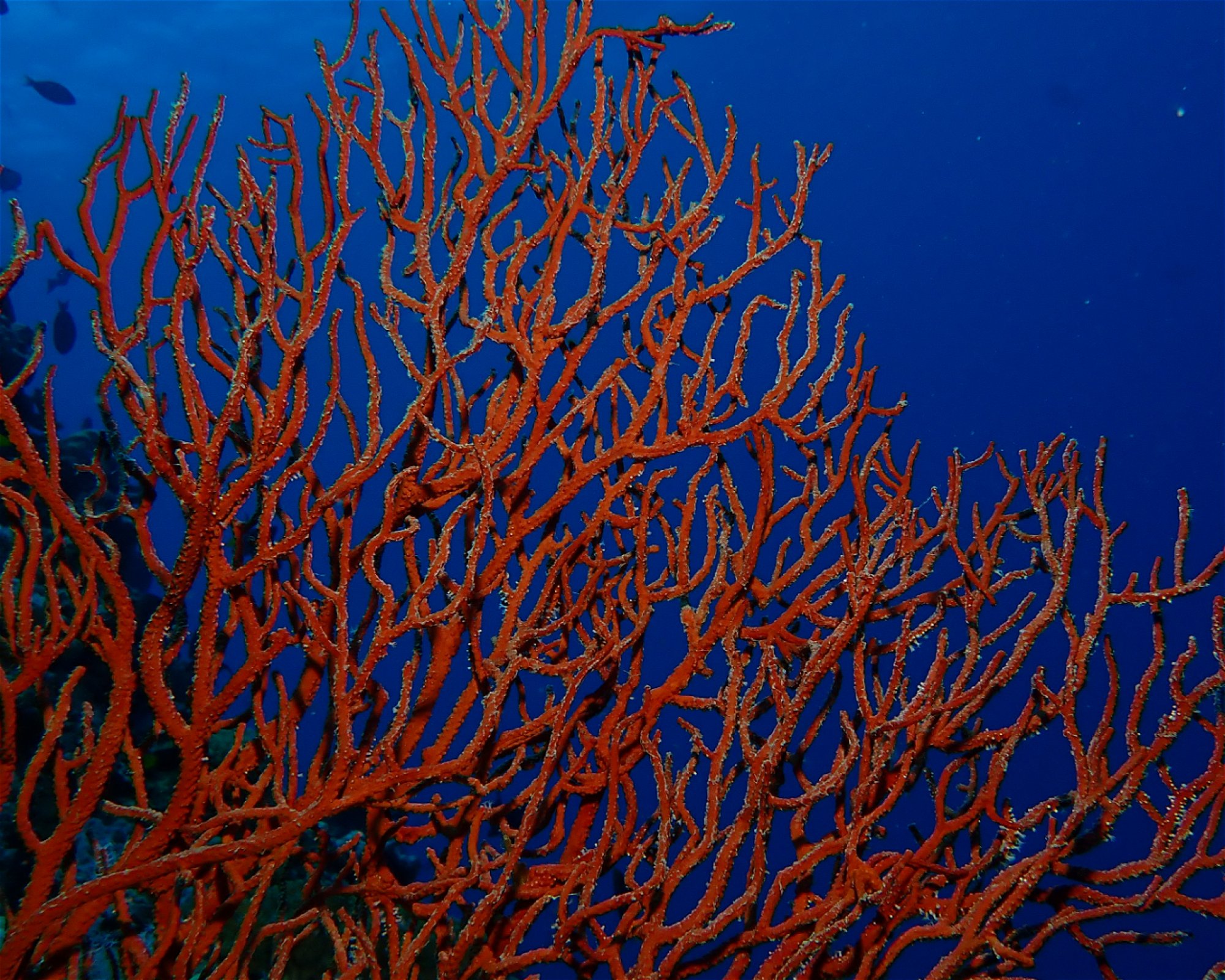 Dive Mission Joy, K. kasanfaru Lagoon