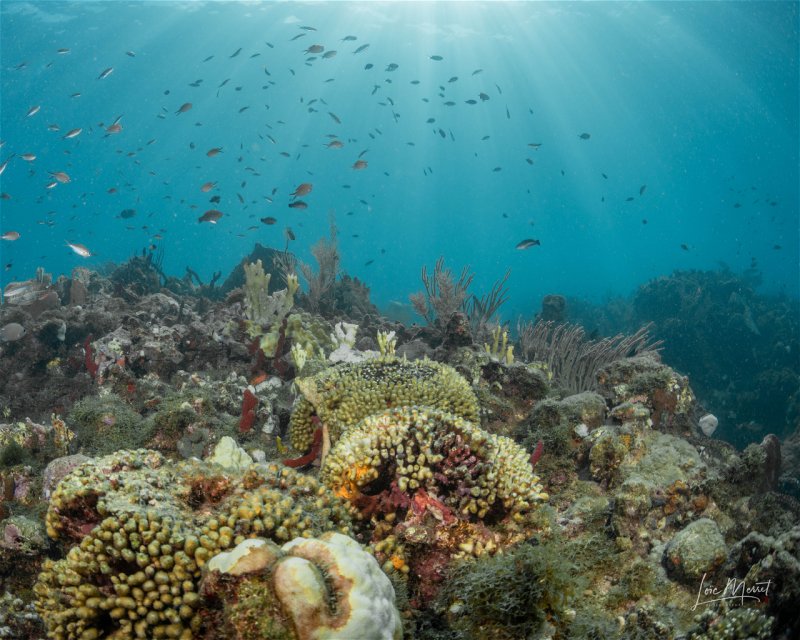 Divesite Image