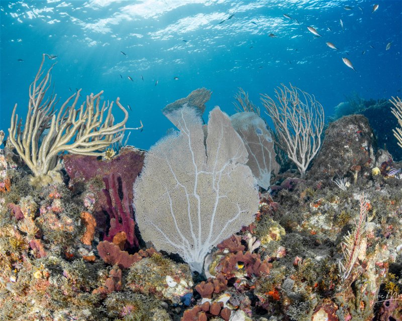 Divesite Image