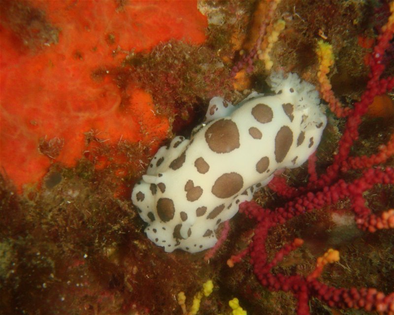 Divesite Image