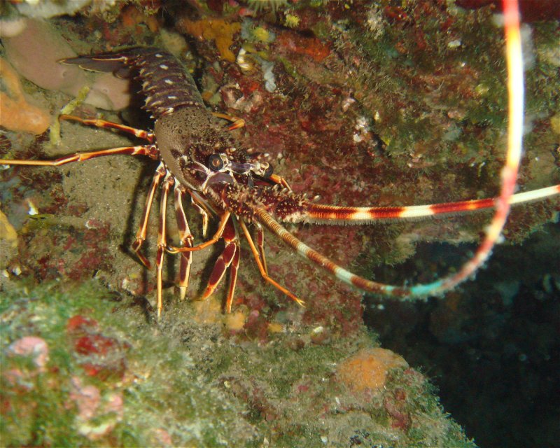 Divesite Image