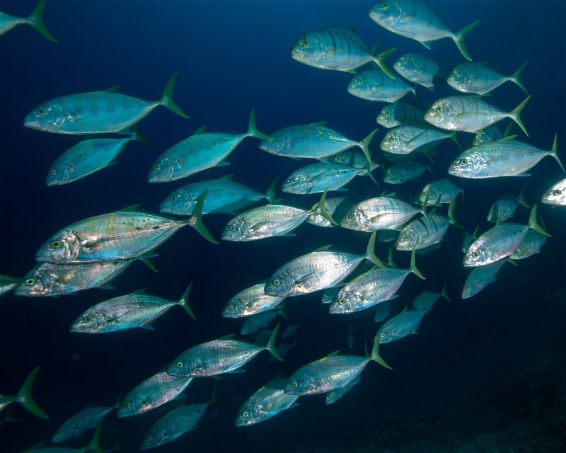Divesite Image