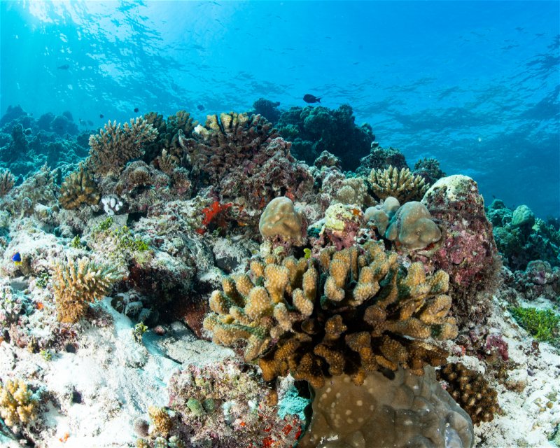 Divesite Image