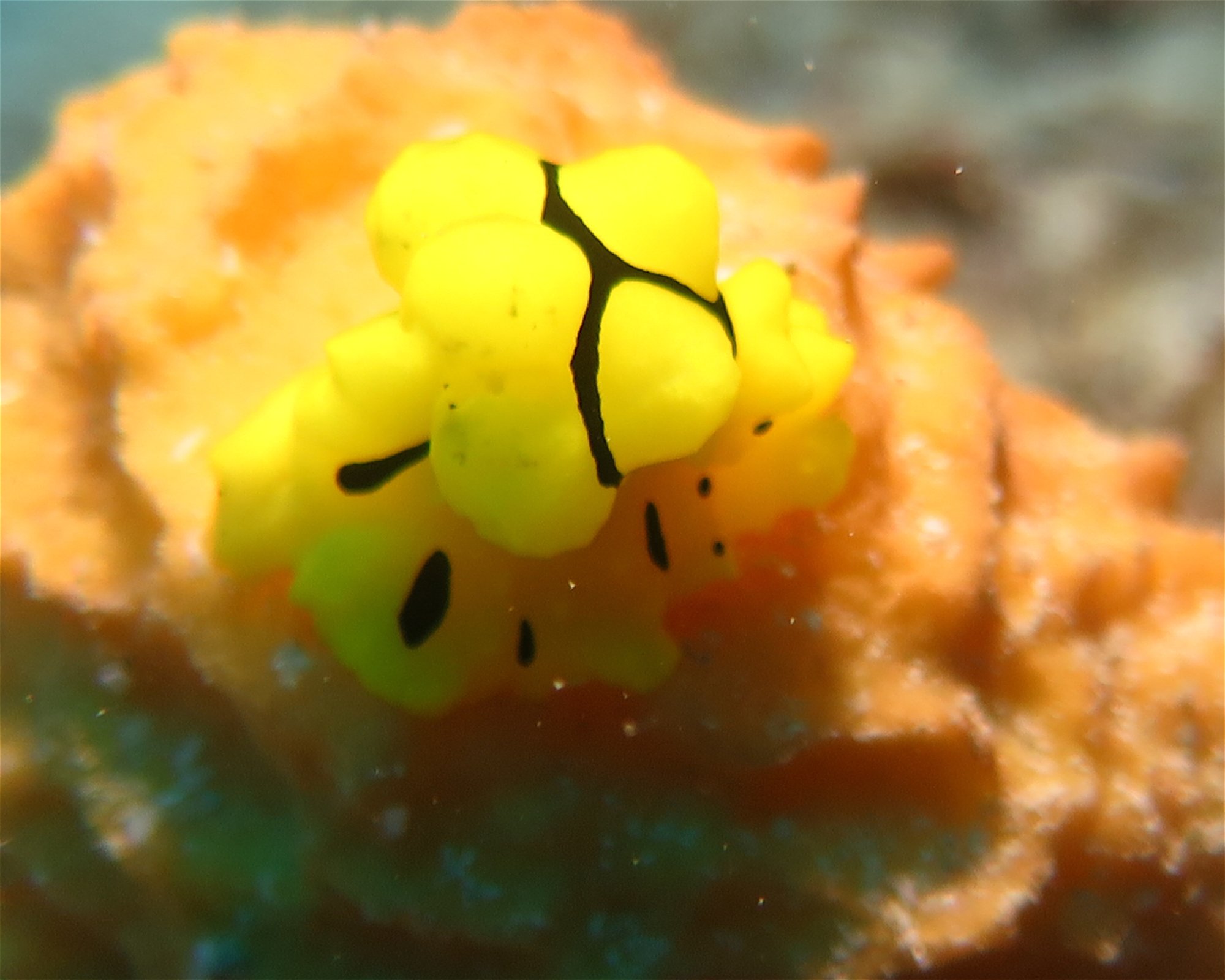 HB ANDA SCUBA DIVING CENTER CORP., 6311 ANDA