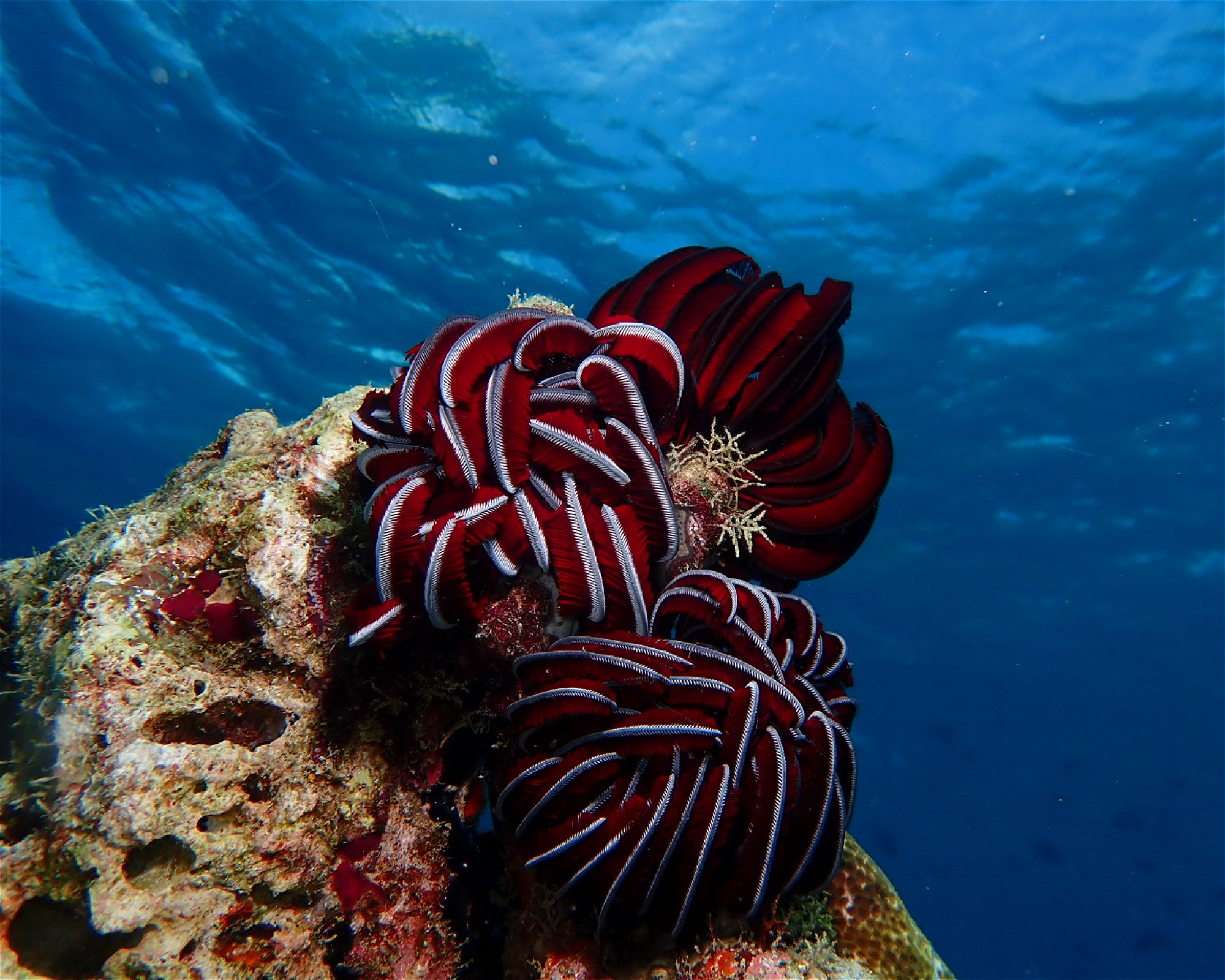 Dive Mission Joy, 08080 K. kasanfaru Lagoon