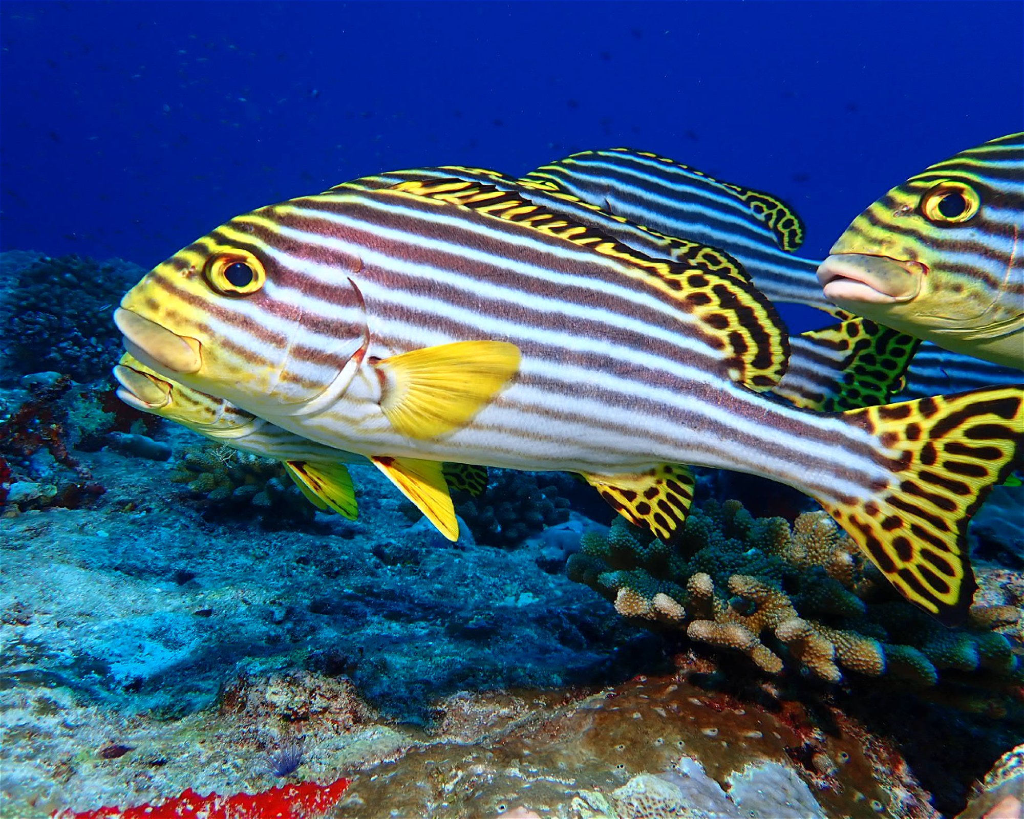 Dive Mission Joy, 08080 K. kasanfaru Lagoon