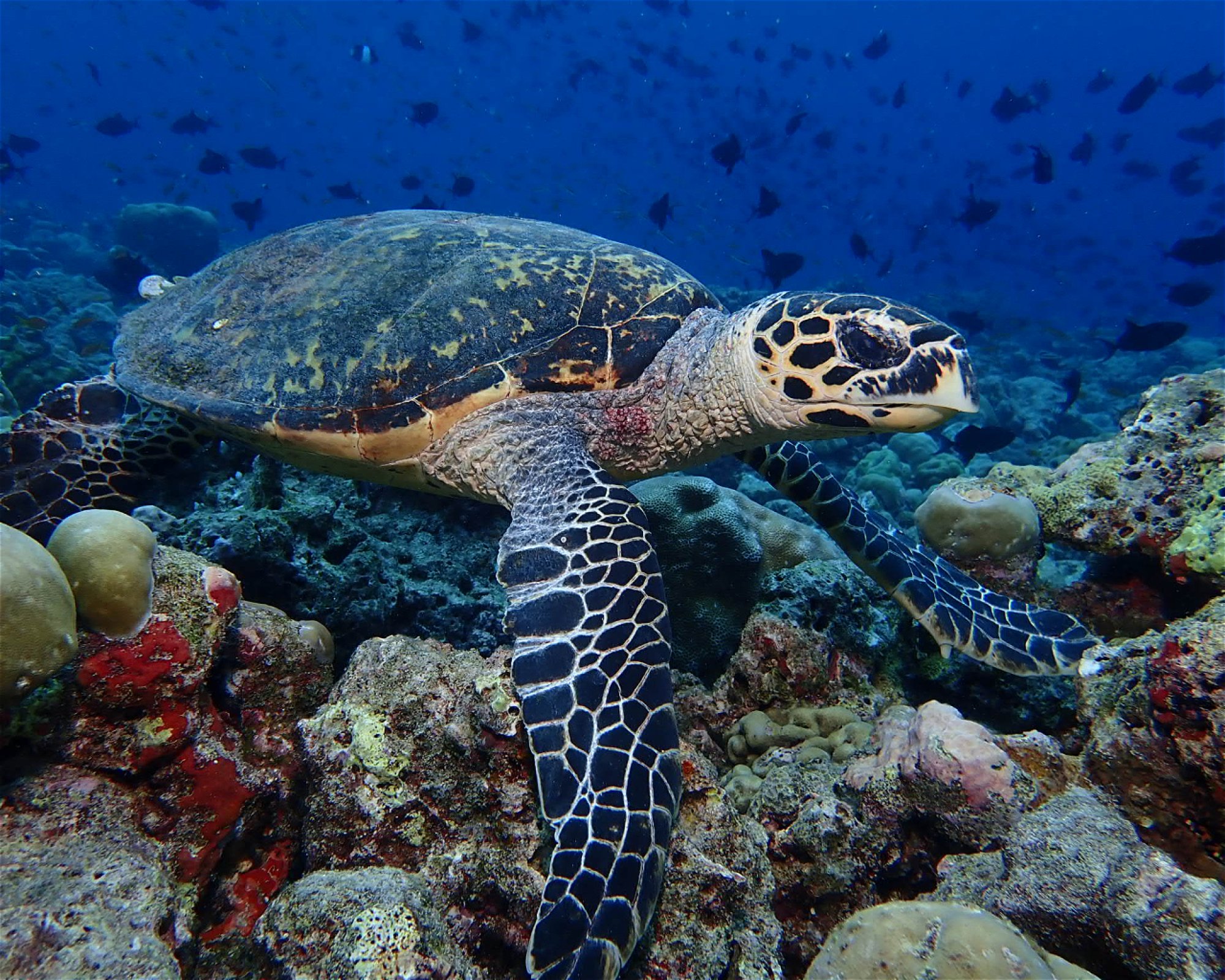 Dive Mission Joy, 08080 K. kasanfaru Lagoon
