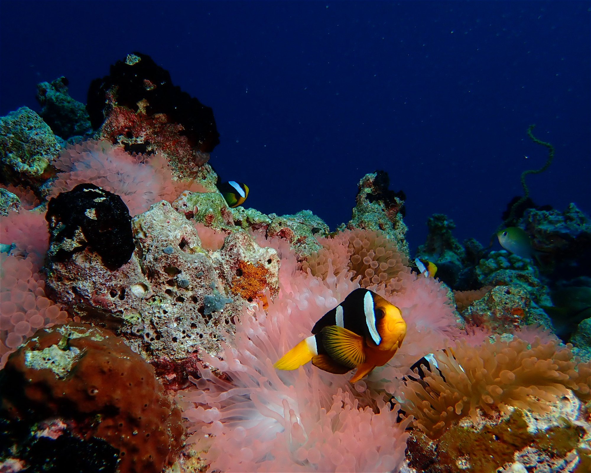 Dive Mission Joy, 08080 K. kasanfaru Lagoon