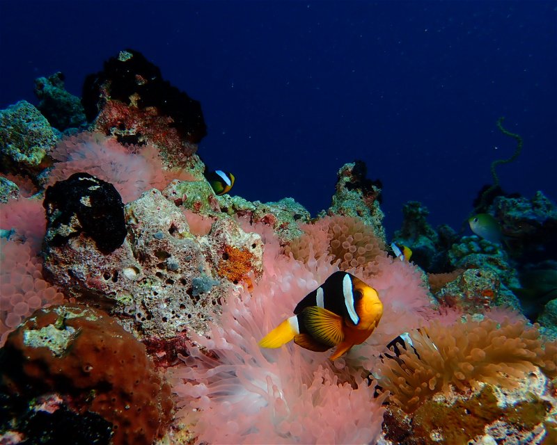 Divesite Image