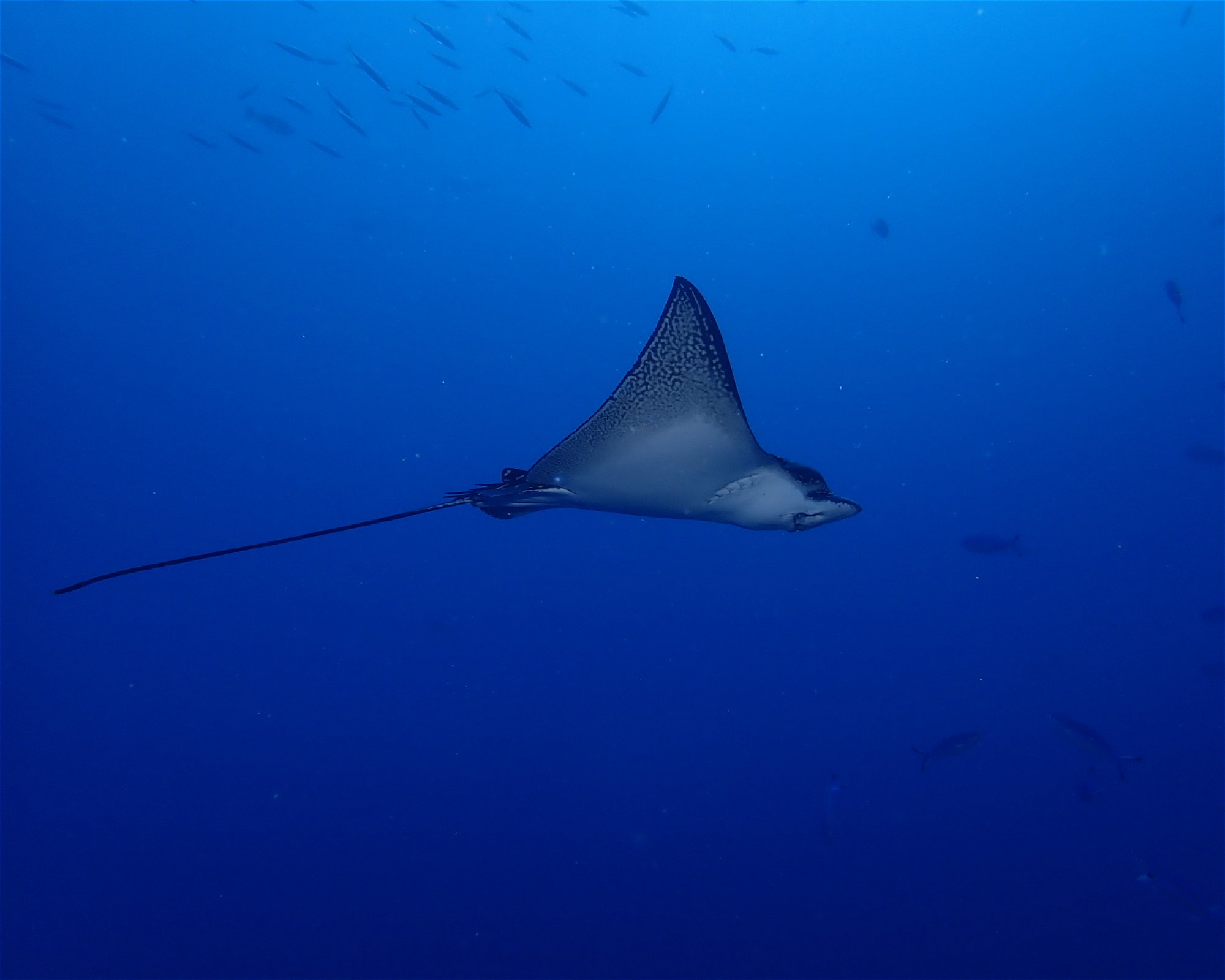 Dive Mission Joy, 08080 K. kasanfaru Lagoon