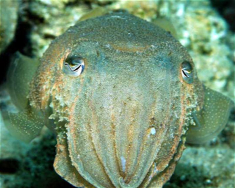 Divesite Image