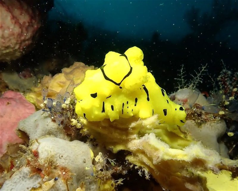 Divesite Image