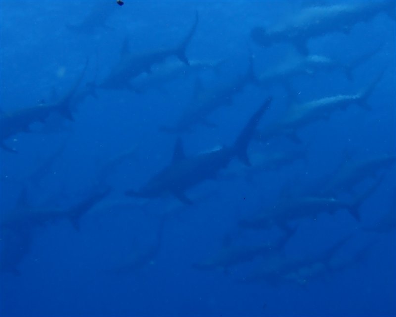 Divesite Image