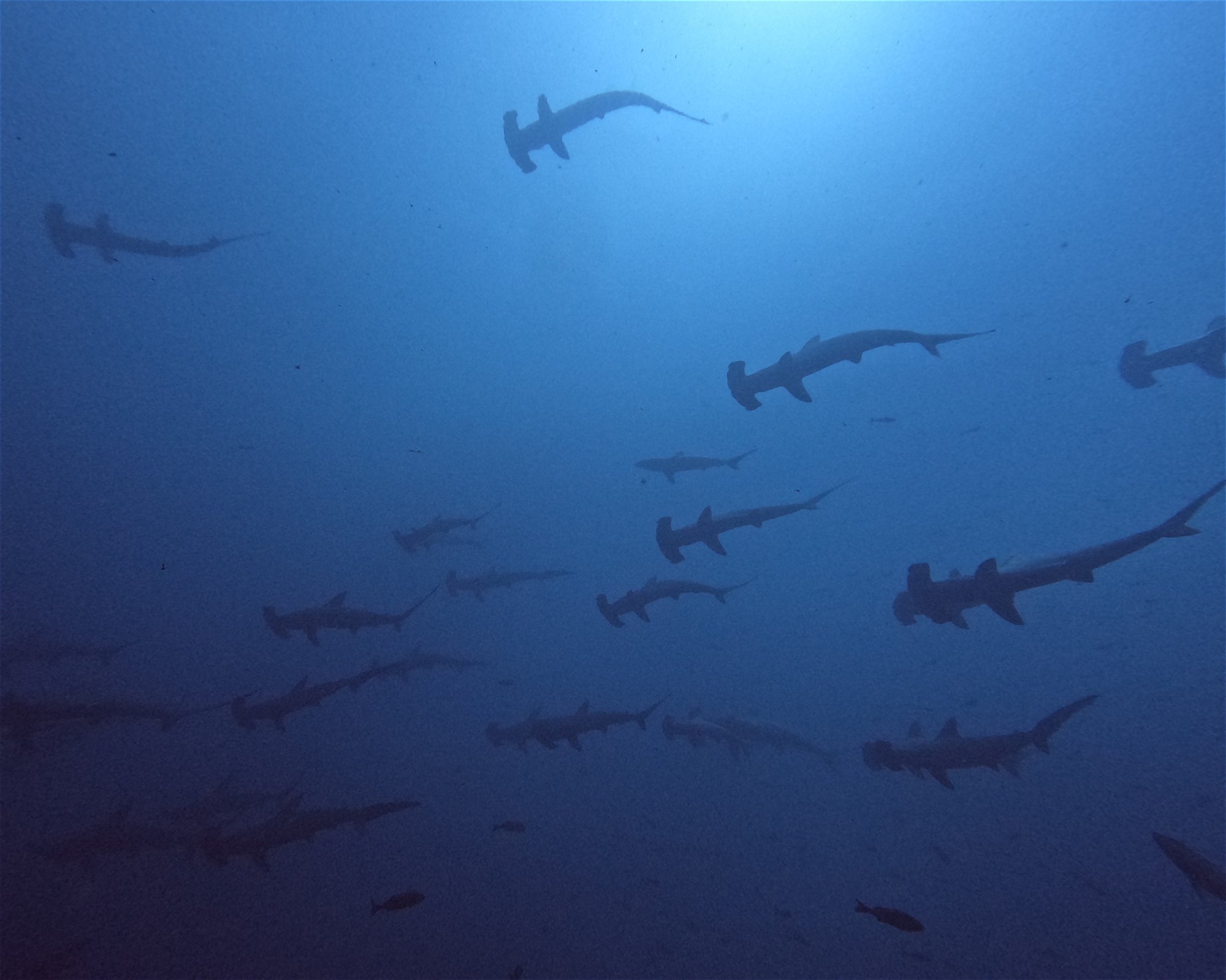 Diving Lounge aqua QUEST, 1700002 Toshima-ku,