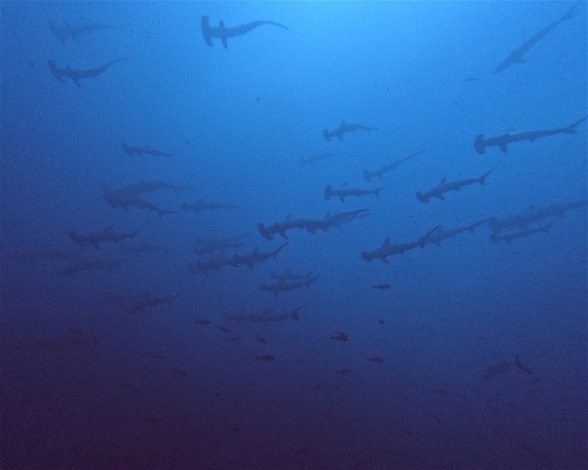 Diving Lounge aqua QUEST, 1700002 Toshima-ku,