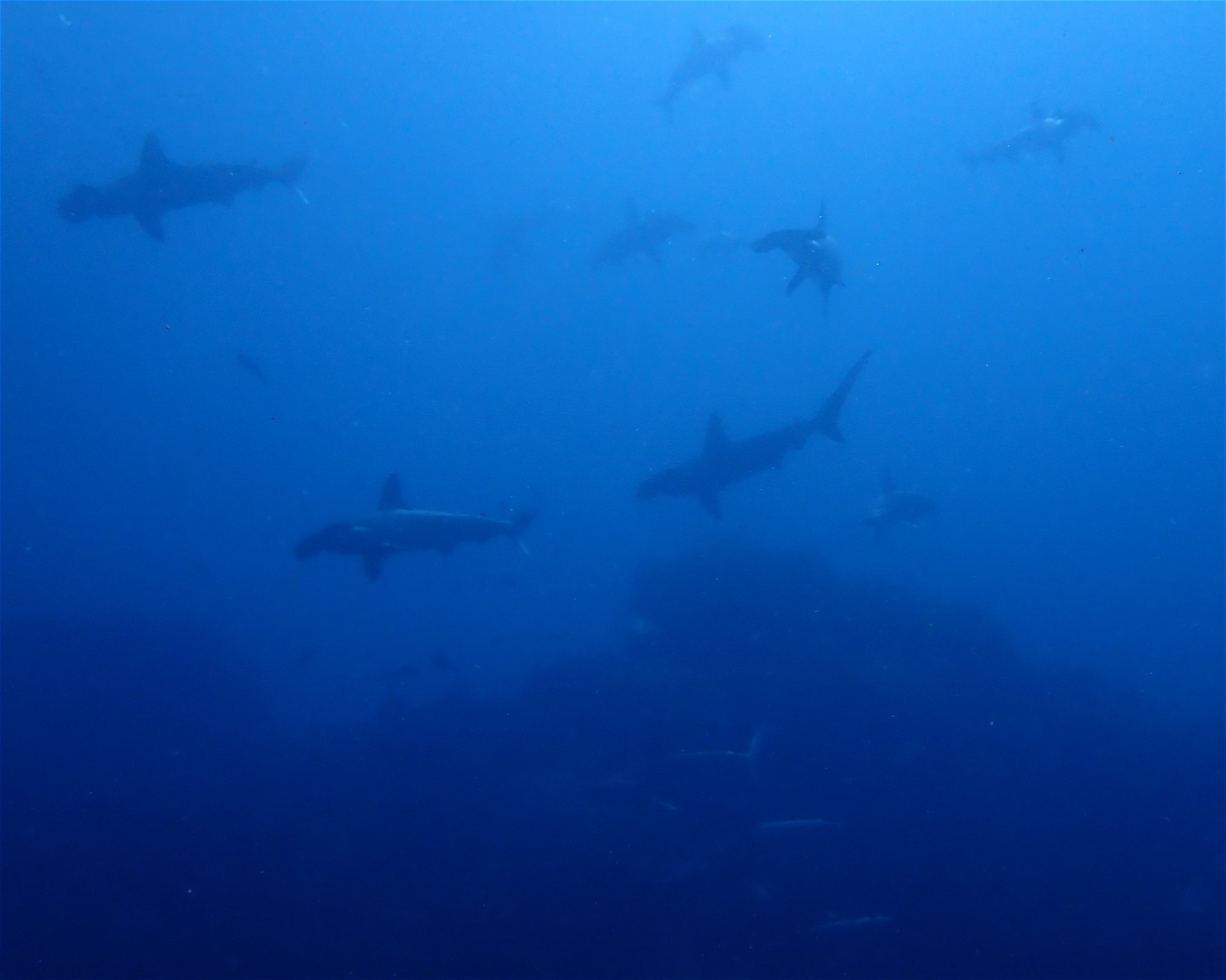 Diving Lounge aqua QUEST, 1700002 Toshima-ku,