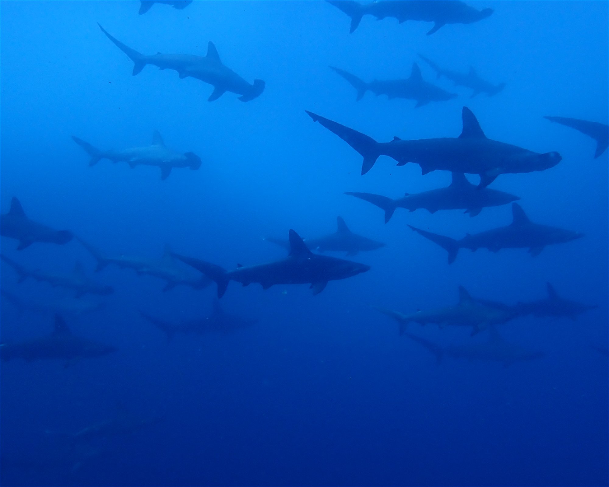 Diving Lounge aqua QUEST, 1700002 Toshima-ku,