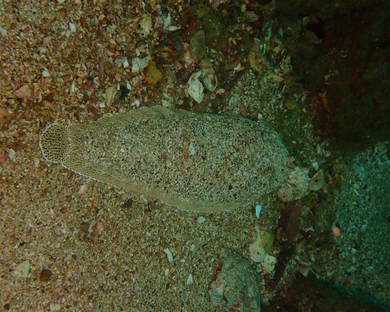 Divesite Image
