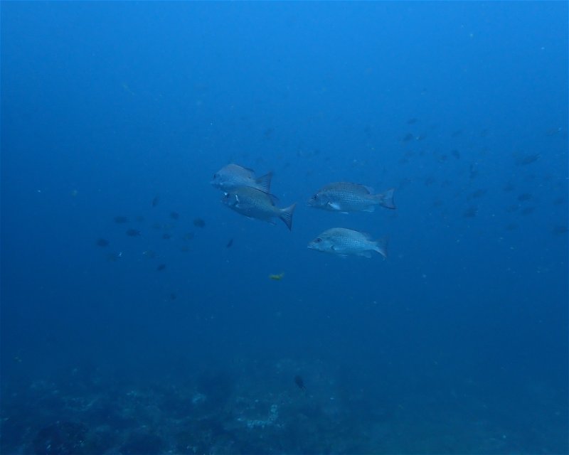 Divesite Image