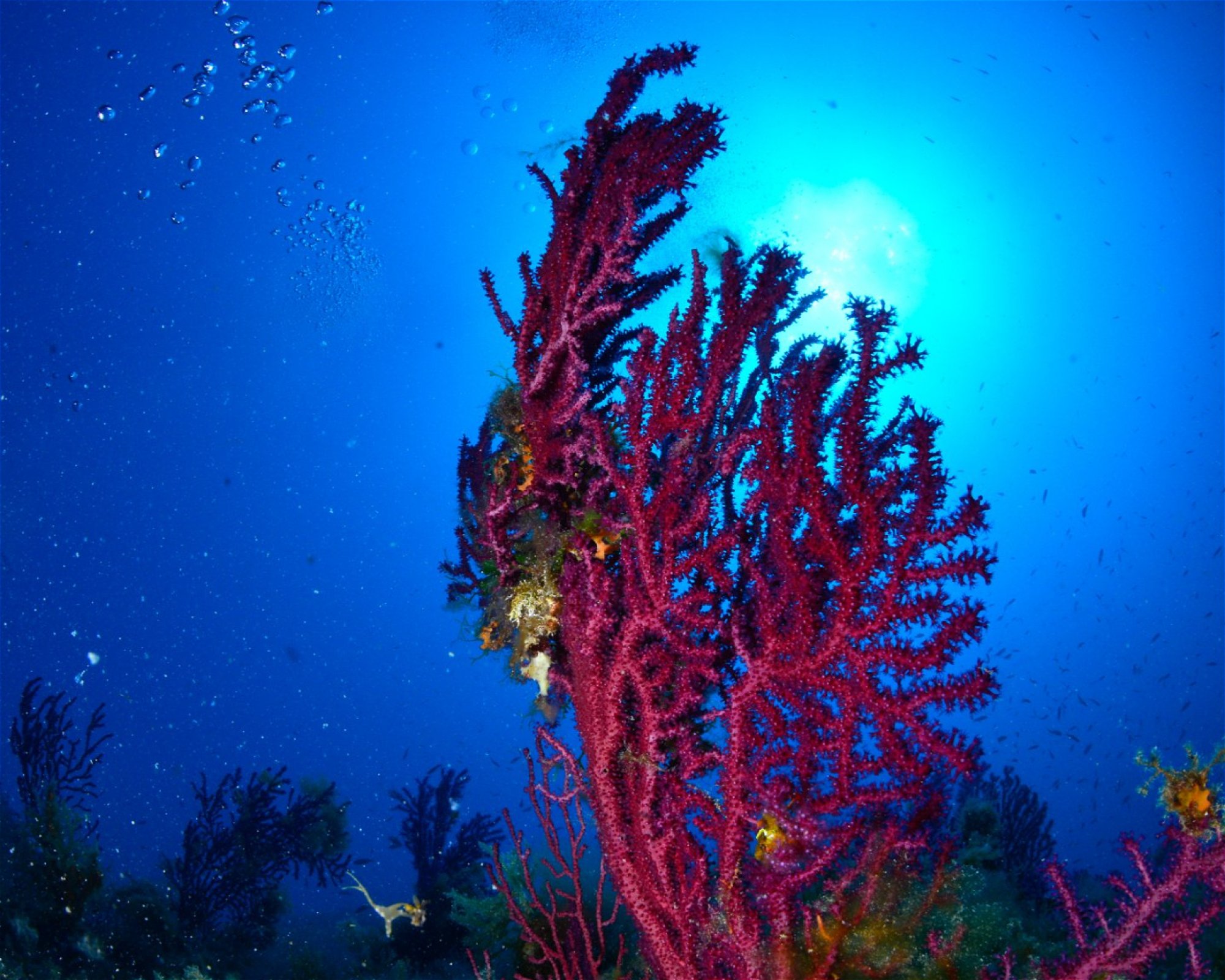 MASSUB DIVING CENTER - PORTOFINO, 16033 LAVAGNA
