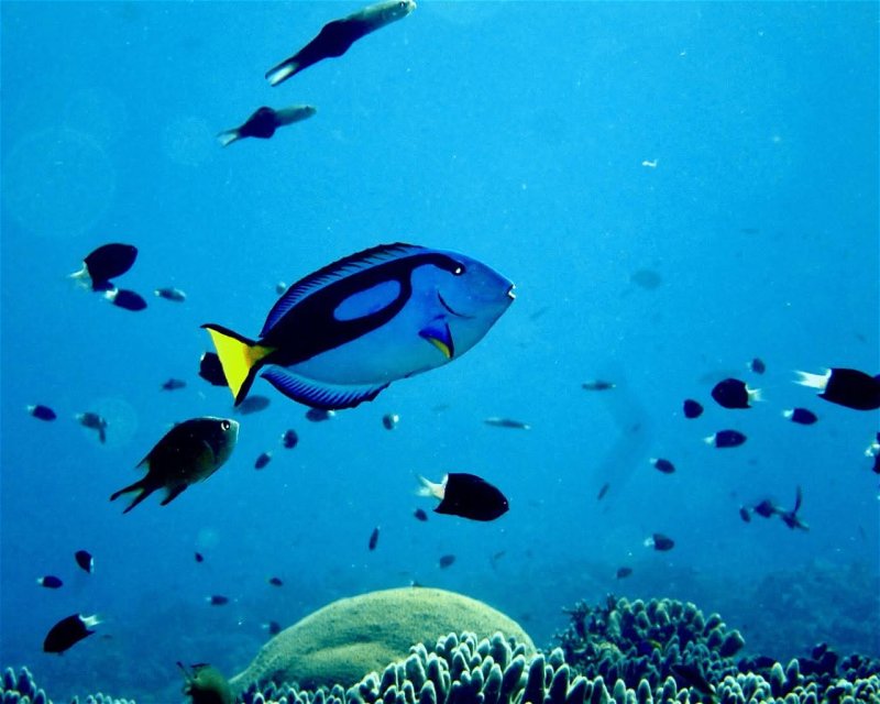 Divesite Image