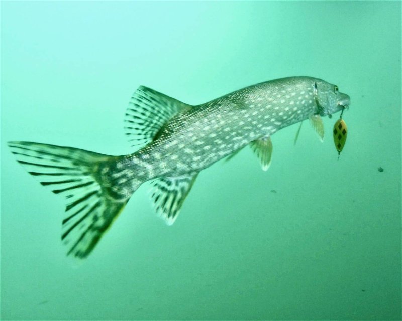 Divesite Image