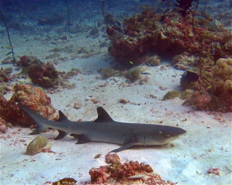 Divesite Image