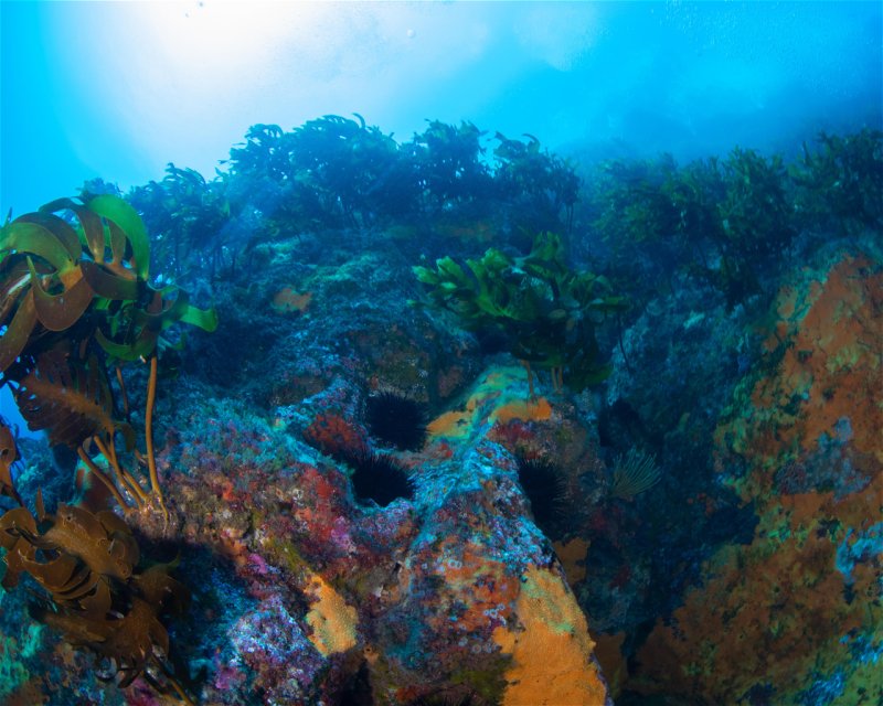 Divesite Image