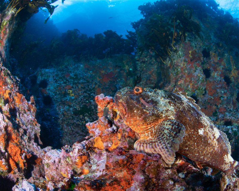 Divesite Image