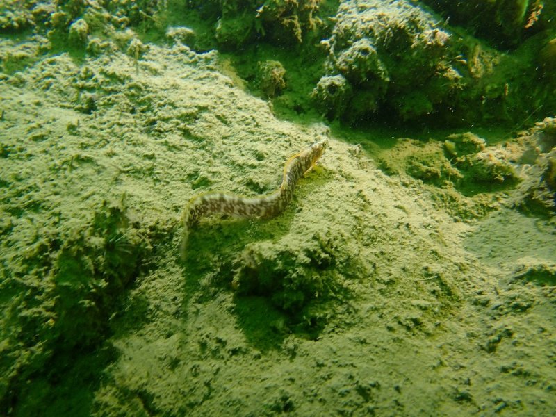 Divesite Image