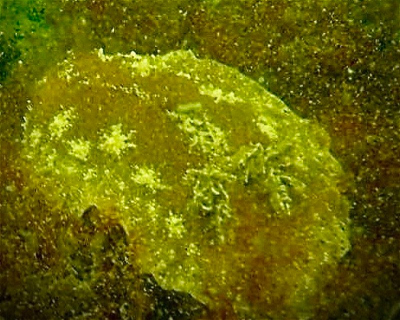 Divesite Image
