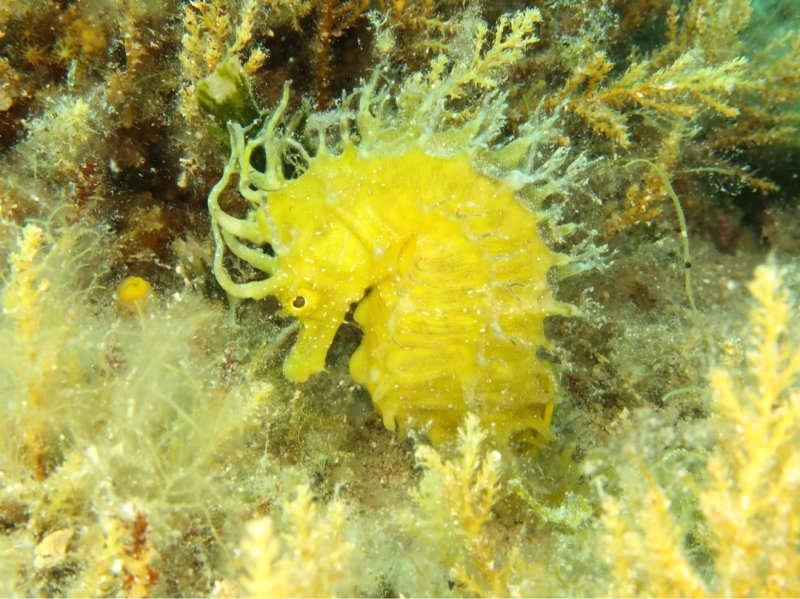 Divesite Image